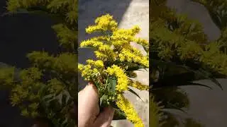 ЗОЛОТАРНИК*Пока не поздно можно собрать
