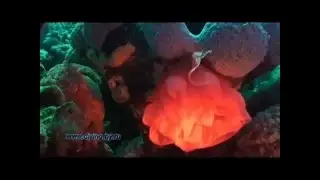 Дайвинг с Дюгонью Абу Дабаб Красное море