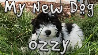 Meet My New Dog Ozzy!