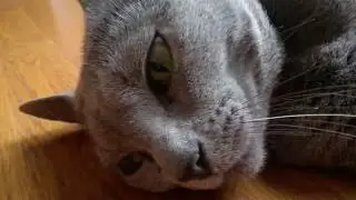 Luna Russian Blue Cat