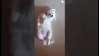 Cute Puppy 🥰 Waking Up 😴 Ammu 🥱 Kutty ❤️🐶🙏