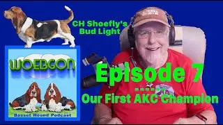 Our First AKC Champion, An early description of basset hounds, and more. Episode 7