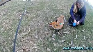 Happy kiss fox /Christoffer pet fox / лиса Киев