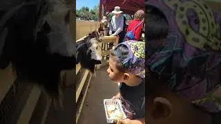 hungry goats#goat #zoo#lagunabeach