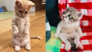 Oha kediler çok komik