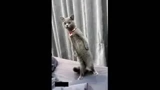 CAT HORROR #funny #cat #śmieszne #shorts #kot #animals #lauught #cake #memes #fajne