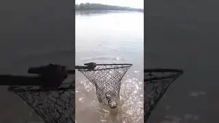 Big Spinnerbait Smallmouth Bass! #fishing #bassfishing #fishingvideo