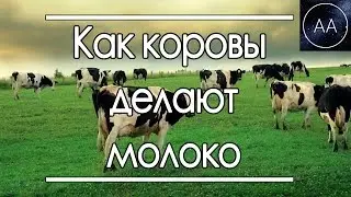 Откуда у коровы молоко | All About