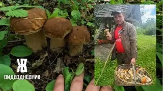 Делаю козырек на крыльце, ремонт в квартире и ОЧЕНЬ МНОГО ГРИБОВ. ЖКВ