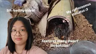 My 5th feeding video! Lots of dwarf tarantulas :)