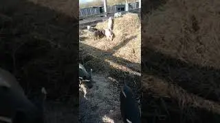 Радость соломе. Поросята венгерской мангалицы!