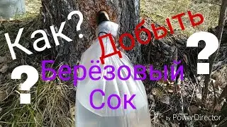 Как добыть много Берёзового сока(советы)