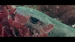 Smallspotted Catshark filming at Stackpole Quay
