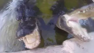 Alligator BITES Camera Attached To Man's Head