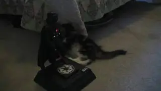 Cat Activates Star Wars Darth Vader Bank (Funny Cat Video)