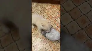 Щенок Акита грызёт всю мебель, но такой забавный))