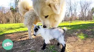 Giant Farm Dog Babysits Baby Goats While Their Moms Graze | Cuddle Buddies