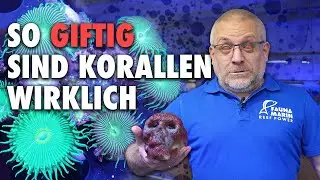 So GIFTIG sind Korallen wirklich!! - Bei diesen Tieren musst du aufpassen..