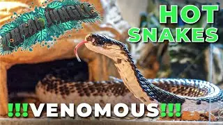 Hot Snakes (Venomous): Urban Jungle Reptiles