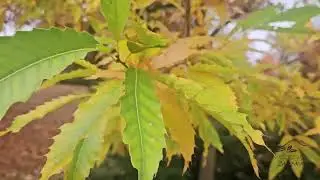 Quercus acutissima dub špičatolistý