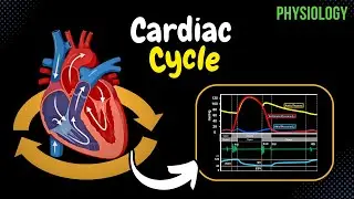 The Cardiac Cycle (CLEARLY explained) | Pressure-Graph, Sound, Volumes