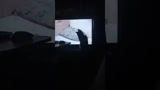 Том и Джерри #russia #юмор #прикол #кот