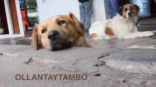 The Street Dogs of Peru