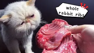 Cat eating raw rabbit ribs and filets | Dao’s ASMR ｜#petasmr