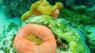Findet Nemo - Huahine Seeanemonen / sea anemones /anémonas de mar