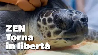 Zen: tartaruga marina Caretta caretta torna in libertà - Blue Conservancy