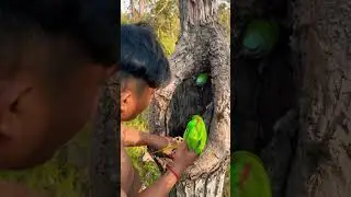 Wow parrots in laying eggs in nest Part 03 #shorts #shortsfeed #shortsviral