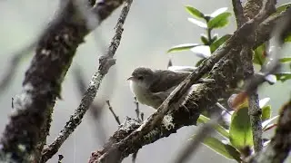 Paying Homage to the Last 'Akikiki in the Wild