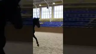 My new skill ❤️. I love horses