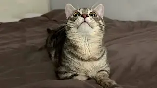 Funny animals - Funny cats and dogs - Funny animal videos 2023🤣