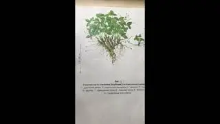 Ботаническое строение клубники (серия 1)