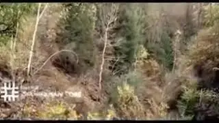 Волк свою свободу не продаст