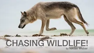 CHASING WILDLIFE - Niklas Weber