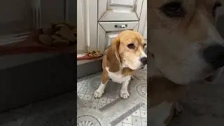 Как заставить собаку есть сухой корм 😀