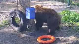 С кругом, колесом и канистрой