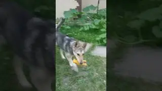 ОВЧАРКА АСЯ 