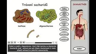 Trávení, část 18: Dvanáctník - trávení sacharidů