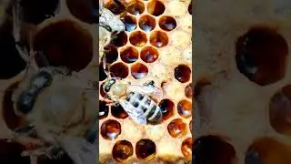 Як з'являються бджоли? How do bees appear?