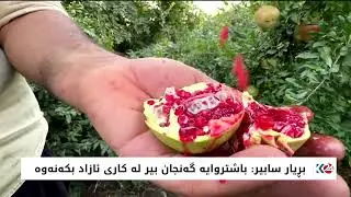 جوتیارێكی نمونه‌یی له‌ راپه‌ڕین جۆرێكی هه‌نار جیاواز به‌رهه‌مده‌هێنێت