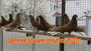 Демонстрация голубят 2021г.