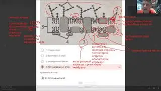Строение цитоплазматическй мембраны. Для ЦЭ ЦТ