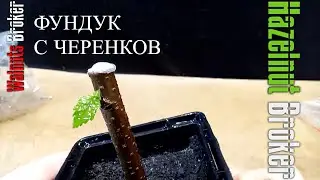 Как сделать саженцы фундука с черенков
