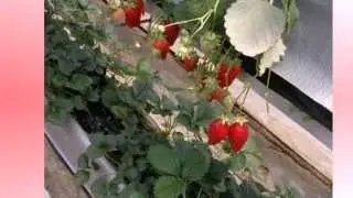 Выращивание клубники в теплице