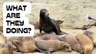 Seals & Sea Lions Making Absurd Sounds!