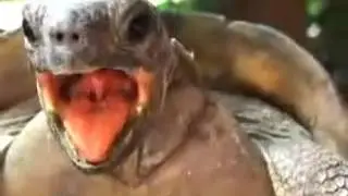 Черепахи.mp4.flv