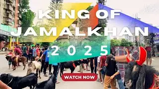 জামাল খানের সকল পাঁঠা ছাগল একসাথে ২০২৫। Patha Chagol Showdown 👑 | king of Goat